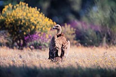 Gnsegeier - Zum Vergroessern klicken!